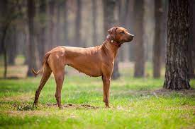 Der rhodesian ridgeback hat einen auffallenden, gegen den strich wachsenden fellstreifen auf dem rücken. Rhodesian Ridgeback Der Sanfte Jagdhund Aus Sudafrika