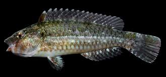 Image result for Nicolasia nitens