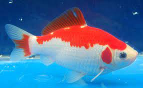 Sarasa Hibuna Cool Fish Comet Goldfish Goldfish