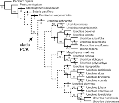 Image result for Urochloa oligobrachiata