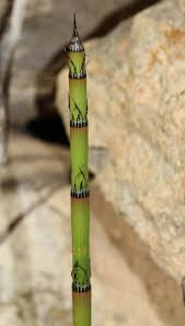 Image result for Equisetum ramosissimum