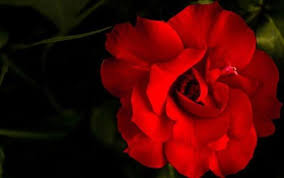 Check spelling or type a new query. Mawar Merah Berduri Filosofi Bunga Mawar Berduri Dengan Background