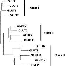 Nomenclature of the GLUT/SLC2A family of sugar/polyol transport facilitators