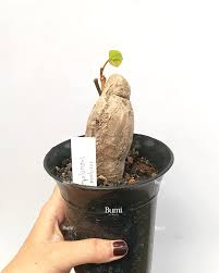 Image result for Phyllanthus martinii