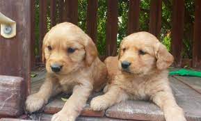 Reserve a puppy with a deposit. Golden Retriever Puppies For Sale In San Diego California Classified Americanlisted Com