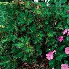 Image result for Rytigynia bridsoniae