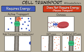 Studying Cell Transport Here S Our New Gif Cheat Sheet Science Biology Cell Transport Cell Transport Activity Teaching Biology