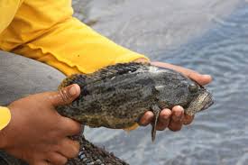 Check spelling or type a new query. Ikan Kerapu Asal Natuna Jadi Andalan Ekspor Indonesia Saat Pandemi