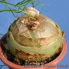 Image result for Volusia amboinensis