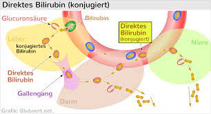 Direktes Bilirubin Konjugiert Laborwert Dbil Einfach Erklart