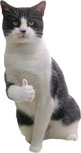 A Cat Giving An Encouraging Thumbs Up Cat Furry Cat Expressions Cute Cats And Kittens