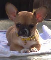Black And Tan Pugalier Pin On Pups