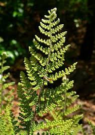 Image result for Cheilanthes botswanae