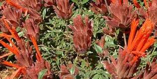 Image result for Marsdenia macrantha