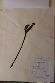 Image result for Aponogeton rehmannii