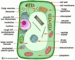 q in the diagram of the plant cell shown below, which number is pointing the clear fluid that serves as the site for many of the cell's chemical reactions? Aqa Biology B2 Flashcards Cram Com