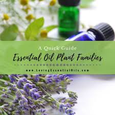Essential oils must never be taken internally, despite all the misinformation out there. Essential Oil Plant Families A Quick Guide With Cheat Sheets