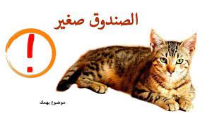 كيفية تربية القطط الصغيرة الشيرازى الذكر موضوع يهمك cats animals