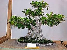 Tumbuhan liar yang boleh dijumpai di tepi longkang dan ia adalah rumput perosak yang tumbuh dikawasan pertanian. Ficus Blunted Penjagaan Di Rumah Foto Faedah Dan Bahaya Tumbuhan Pengeluaran Tanaman