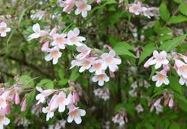 Image result for Kolkwitzia