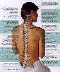 nerve chart health chiropractic care acupressure