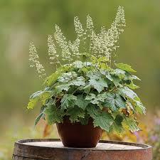 Image result for heuchera americana