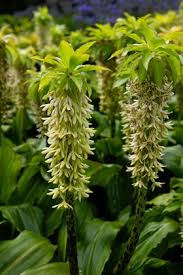 Image result for Eucomis zambesiaca