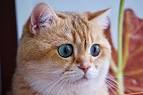 Hosico Cat - YouTube