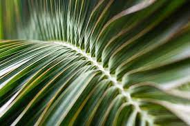 Low Light Indoor Plants Indoorplantshq Com
