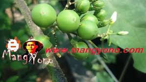 Maybe you would like to learn more about one of these? Takokak Solanum Torvum