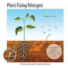 Three easy concept to remenber, nitrogen is in all live things, as animals,people,plants is an essential part of proteins is in the most o. Nitrogen Fixing Plants Microbes