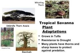 Savanna Animals Plant Adaptations Savanna Animals Biomes