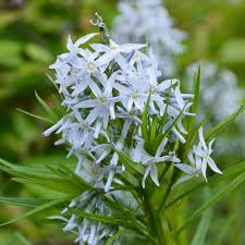Maybe you would like to learn more about one of these? Amsonia Hubrechtii Arkansas Blue Star Sugar Creek Gardens
