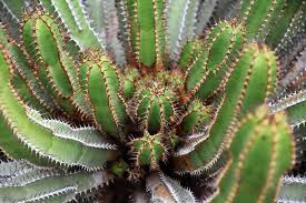 Teneriffa bietet dir eine reihe botanischer gärten, die dank der ganzjährig milden temperaturen. Freizeitparks Auf Teneriffa Botanischer Garten Teneriffa