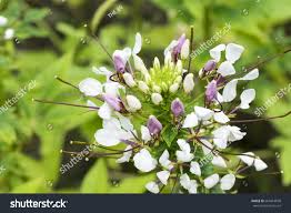 Image result for Cleome gynandra