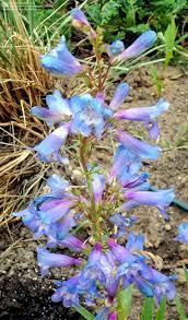 Plantfiles Pictures Bearded Tongue Delfts Blue Riding Hood Penstemon Schmidel 1 By Salliekr