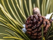 Rodney J. Mathias Obituary (1952