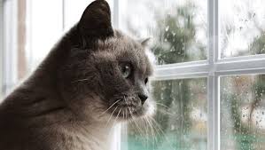 Death in cats is not always avoidable. Signs Your Pet Cat Is Dying And It Is Time To Say Goodbye