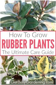 How To Care For Rubber Plants The Ultimate Guide Rubber Plant Rubber Plant Care Rubber Tree Plant