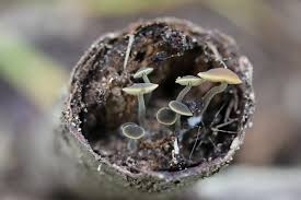 Image result for Simocybe centunculus