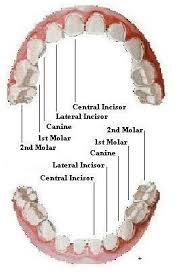 tooth numbers diagram diagrams of how primary and permanent