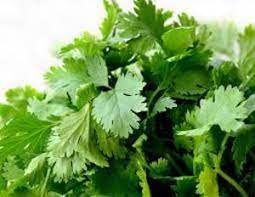 Examples of sup in a sentence. Daun Sup Coriander Leaf Sold Per Kg Horeca Suppliers Supplybunny