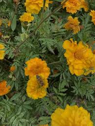 Image result for Crotalaria capensis