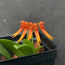 Image result for Bulbophyllum humblotii