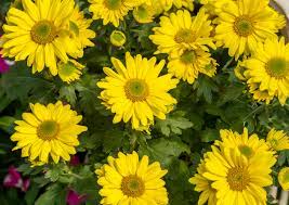 Chrysanthemum Flower Webmd Best Flower Wallpaper