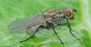 Check spelling or type a new query. Root Maggots Usu