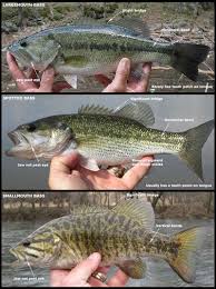 Viewing A Thread Small Mouth And Mean Mouth Diffrence