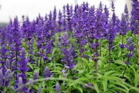 Legal Psychedelics For Sale Where To Buy Salvia Divinorum Theihcc Com The plant is known under the names: legal psychedelics for sale where to