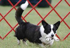 American Kennel Club Akc Org Cardigan Welsh Corgi Corgi Corgi Dog Breed