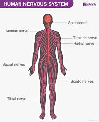 Neurons are the central nervous system: Human Nervous System Structure Function Parts